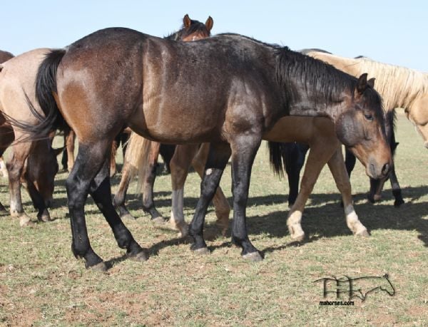 Miss Dunamita's 2021 Bay Roan Colt